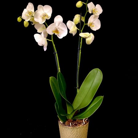Witte Phalaenopsis orchidee in groen potje